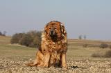 DOGUE DU TIBET 205